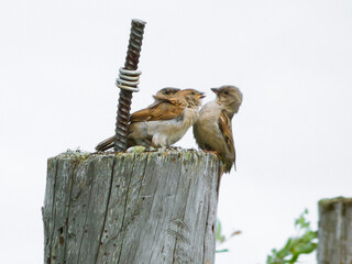 Bird dispute