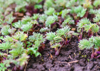 Photo with the first spring green sprouts
