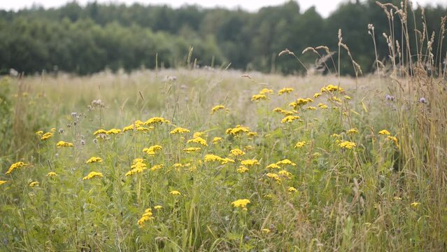 Yellow tansy flowers and field plants, timothy, urchin sway in the wind in sunny meadow near the forest. Allergenic and medicinal summer herbs. Pollination and flowering of summer plants.