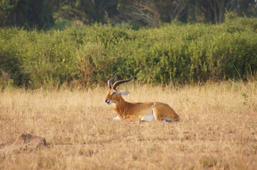 Wild antler gazelle antelopes safari photo from Africa savannah. Wild life animals.