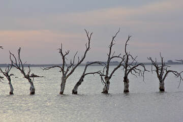 Fototapeta na wymiar Dead trees at Epecuén, Argentina