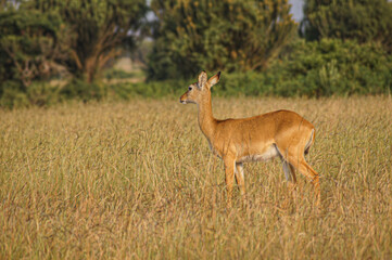 Naklejka na ściany i meble Wild antler gazelle antelopes safari photo from Africa savannah. Wild life animals.