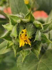 Magnificent spring flower in the garden of Dubai. You can see all types of flowers in this green...