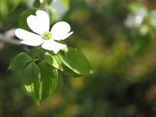 春の暖かな日差しを浴びるハナミズキ