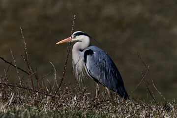 grey heron