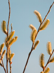 Willow blossom