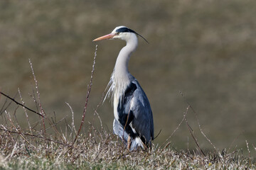 Fototapeta premium grey heron