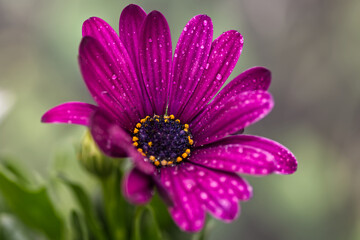 Obraz premium African daisy