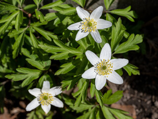 Close-up of wood anemone blooming in city park Åbackarna in Norrköping , Sweden during April 2022