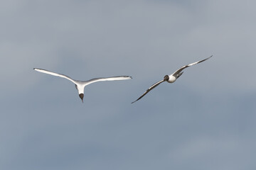 black headed gulls in flight