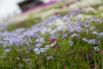 ロードパーク「なかうみの里」の芝桜
