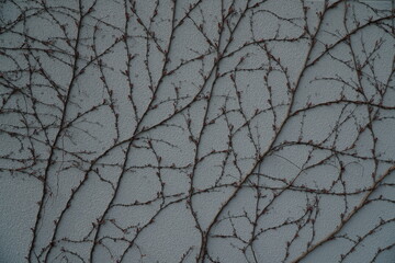 plant braids white wall pattern