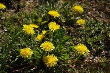 bush of yellow dandelions on the background of the ground