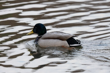duck on the water