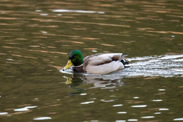 duck in the water