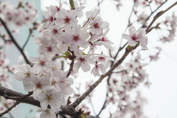 Obraz premium 桜の花のクローズアップ