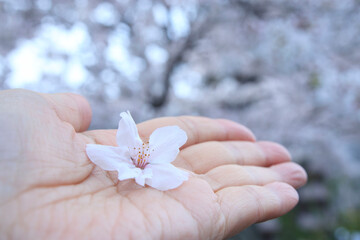 手のひらに乗せた桜の花