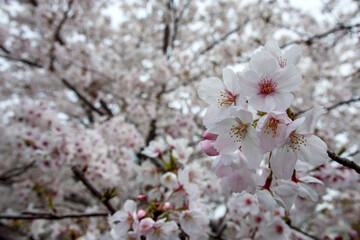 桜の花のクローズアップ