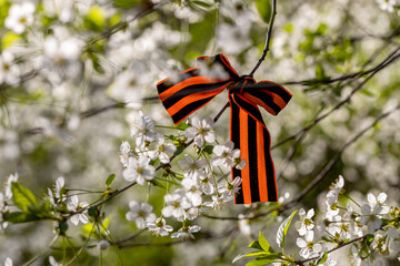 St. George's Ribbon Tied to Cherry Blossoms for May 9 Victory Day
