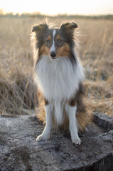 Cute dog brown tricolor breed sheltie shetland shepherd in field