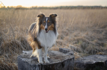 Cute dog brown tricolor breed sheltie shetland shepherd