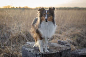 Cute dog brown tricolor breed sheltie shetland shepherd in field
