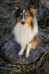 Cute dog brown tricolor breed sheltie shetland shepherd