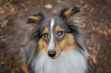 Cute dog brown tricolor breed sheltie shetland shepherd