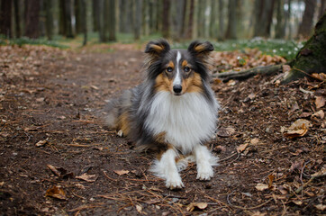 Cute dog brown tricolor breed sheltie shetland shepherd