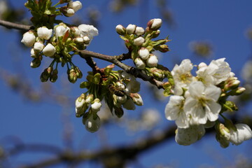 Frische aufgegangene Kirchblüten an einem Baum
