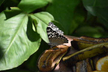 White and Gray Butterfly on Rotting Fruit