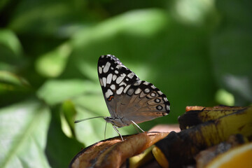 Obraz premium Fantastic Close Up of a White and Gray Butterfly
