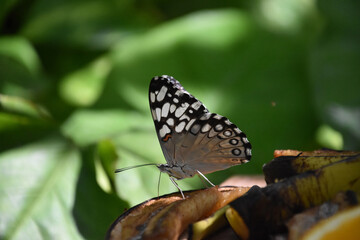 White and Gray Butterfly on a Spring Day