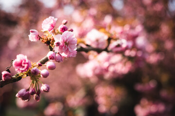Sakura