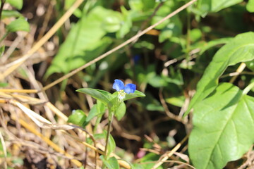 日本の秋の野原に咲くツユクサの青い花