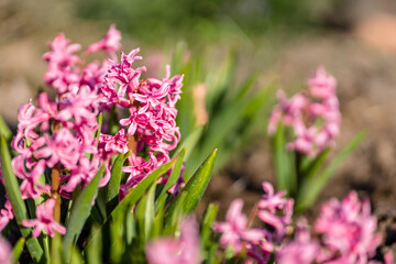 Pink Hyacinth Flower in Spring, Abstract Blurry Green Background