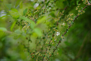 小さな白い花と鮮やかな緑
