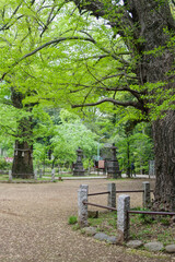 赤坂氷川神社の境内