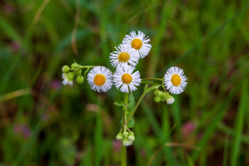Daises growing and blooming in the wild.