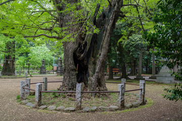 赤坂氷川神社の境内