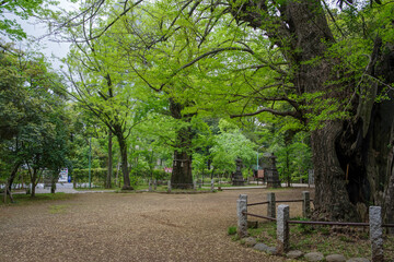 赤坂氷川神社の境内