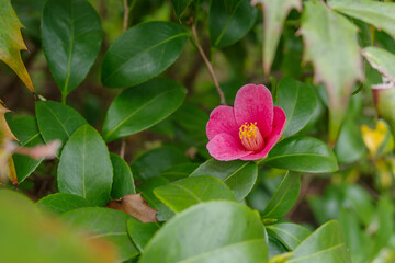 寒ツバキの花