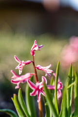 Pink Hyacinth Flower in Spring, Abstract Blurry Green Background