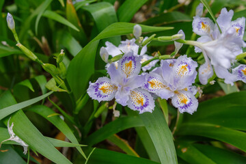 Obraz premium シャガの花