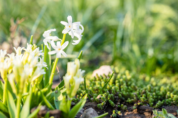 White Hyacinth Flower in Spring, Abstract Blurry Green Background