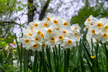 Fototapeta premium Narcissus Geranium blossoms in the garden in spring