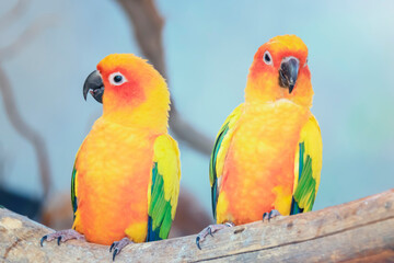 Fototapeta na wymiar Beautiful Sun Conure Parrot on the perch