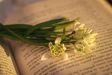 Snowdrops lying on a book, spring warm light, sunny day