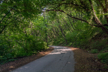 road in the woods