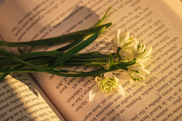 Snowdrops lying on a book, spring warm light, sunny day